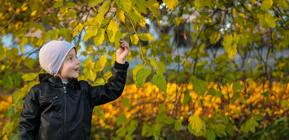 Banner young cute boy in a black jacket touches and examines autumn leaves against the background of autumn leaves. Autumn background. copy space.