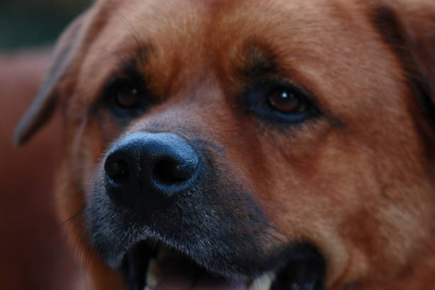 istock Red dog close up 1702752927