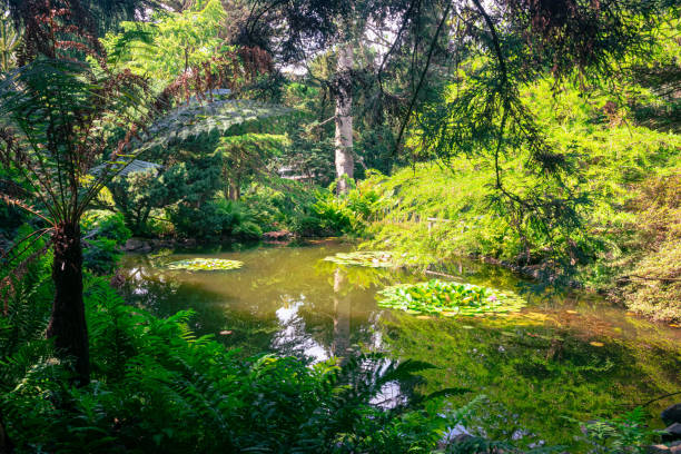 Scenic view of a pond surrounded by green plant and trees in botanical garden \