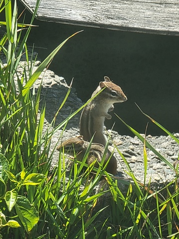 Two chipmunks hanging out together
