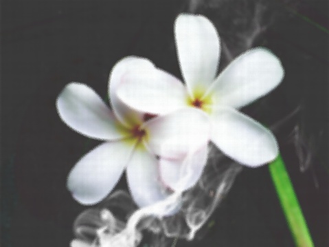 Plumeria flowers with Smoke and Jitter effect
