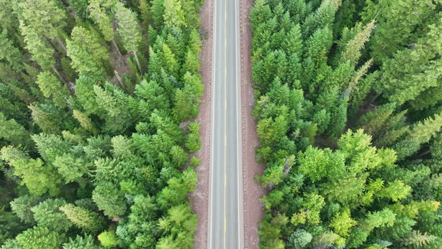 Aerial View of Lonely Road Through Oregon Forest