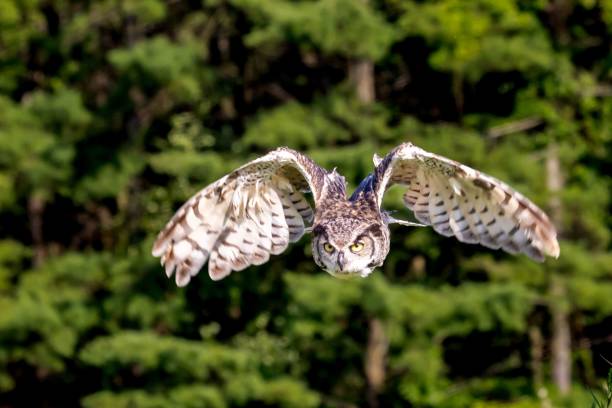 istock Majestic owl soaring through the lush forest, its wings spread wide 1702814295