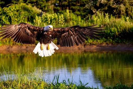 An American Bald Eagle soaring gracefully over a tranquil lake with its wings outstretched