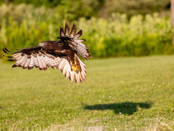 istock Majestic brown hawk soaring over a lush green field 1702814895