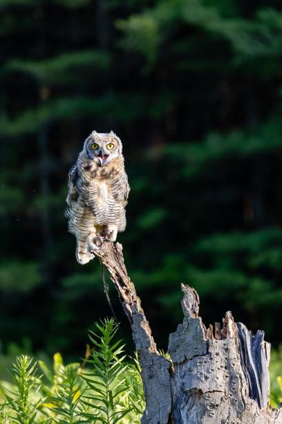 istock Vertical selective focus shot of a brown owl perched on a wood stump 1702815450