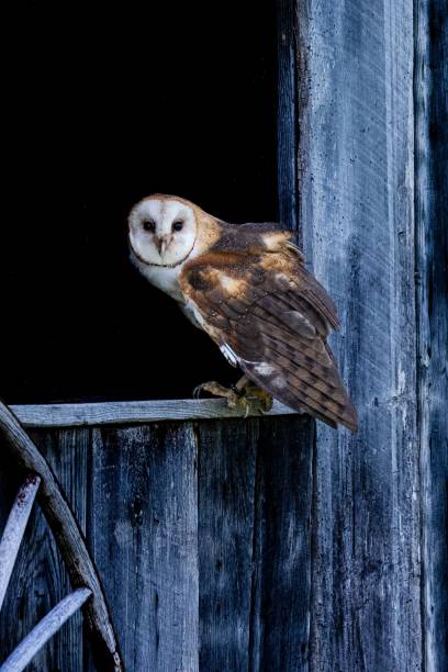 istock Brown and white barn owl perched on a wooden window sill in a rural barn setting 1702815452