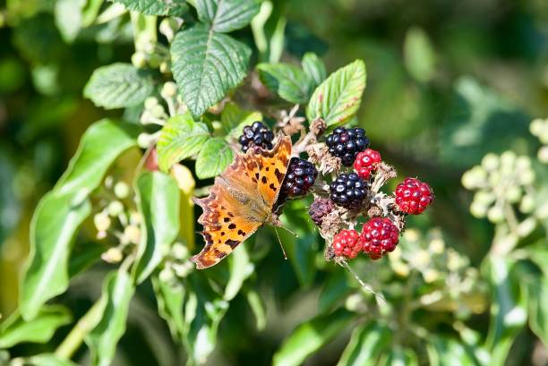 Comma butterfly on some Autumn blackberries