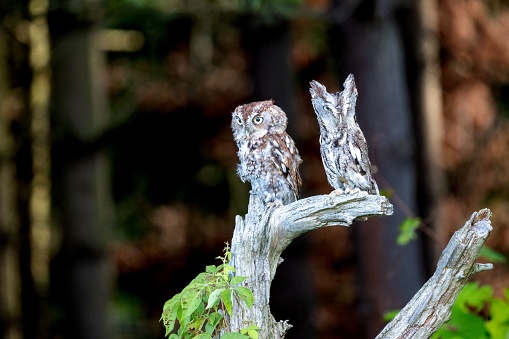 Two wise-looking screech owls perched on a tree branch surveying the surrounding landscape