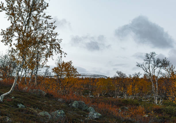 herbstlandschaft mit birken in nordfinnland, lappland - saana stock-fotos und bilder