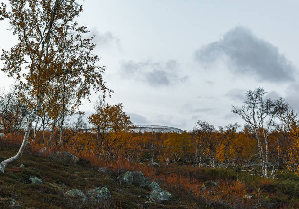 autumn landscape with birch trees in the northern finland, lapland - saana imagens e fotografias de stock