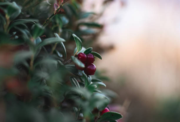 Cranberries growing on a bush in the forest