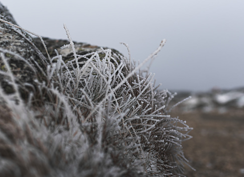 frozen plants in winter with hoarfrost