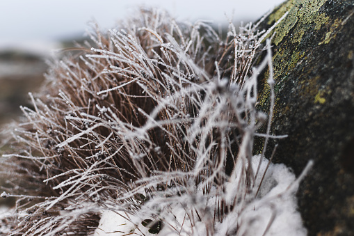 Frosted grass on the rocks in winter