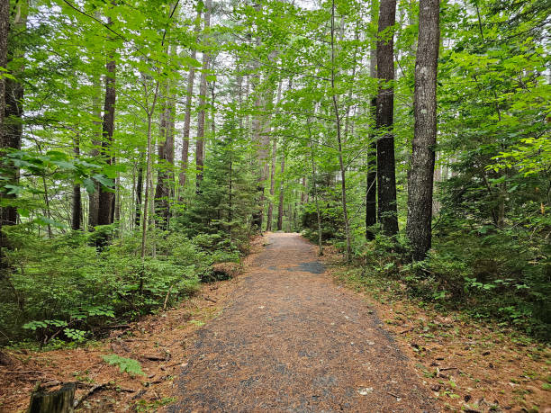 istock Hiking Trail in the Forest 1702831962