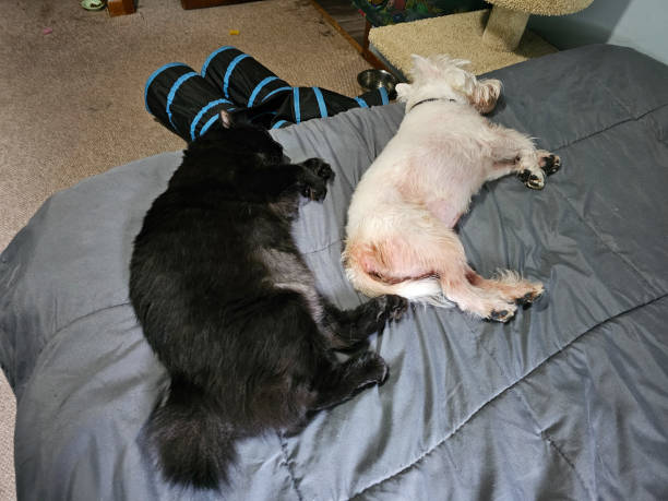 istock Cat and Dog Together on Bed 1702837071