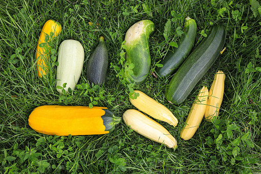 Harvest of green and yellow zucchini on the grass in the garden