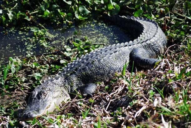 istock Florida alligator in swamp 1702865426