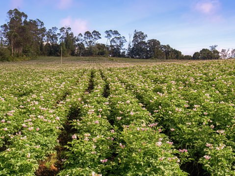 View of a blooming potato crop in a farm in the Andean highlands of central Colombia near the town of Arcabuco, in a clear morning.