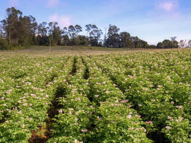 view of a blooming potato crop in a farm - raw potato field agriculture flower imagens e fotografias de stock