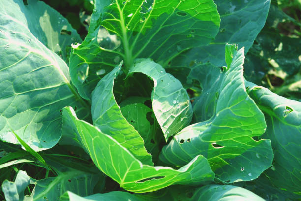 istock White cabbage growing in garden, top view. A patch of cabbage overgrown with weeds, ready for weeding. 1702878597