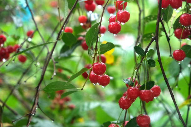 istock Cherry berries are hanging with raindrops on cherry tree. Red cherries blurred background. 1702878625