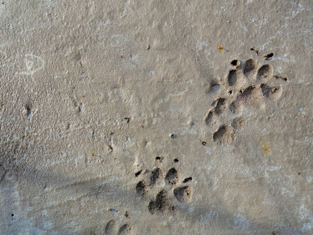 istock Some dog left its footprints in a freshly poured concrete slab 1702883896