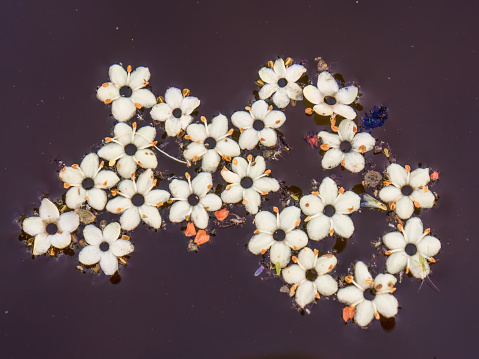 Macro photography of some fallen elder flowers floating on the water  of a tank, in a farm near the town of Arcabuco in central Colombia.