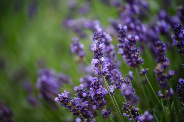 istock Lavender in the garden 1702894875