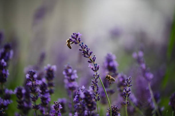 istock Lavender in the garden 1702894888