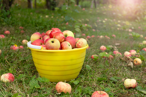 Autumn background - red and yellow apples with a bowl on green grass in the garden