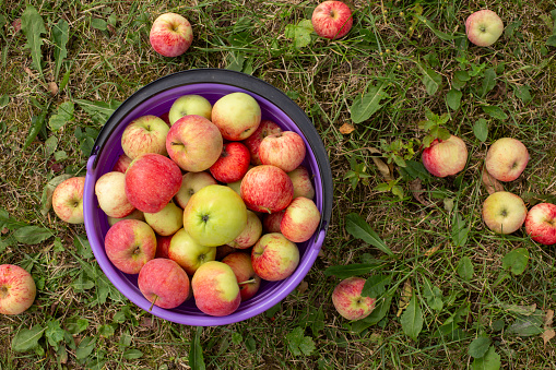 Autumn background - red and yellow apples with a bowl on green grass in the garden. Flat lay.