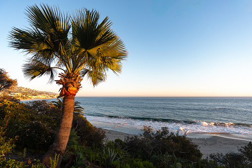 Exotic tropical flora in Laguna Beach, California. View from Heisler Park of the Pacific Ocean and coastal palm tree