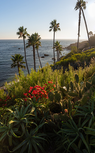 Exotic tropical flora in Laguna Beach, California. View from Heisler Park of the Pacific Ocean and coastal palm trees