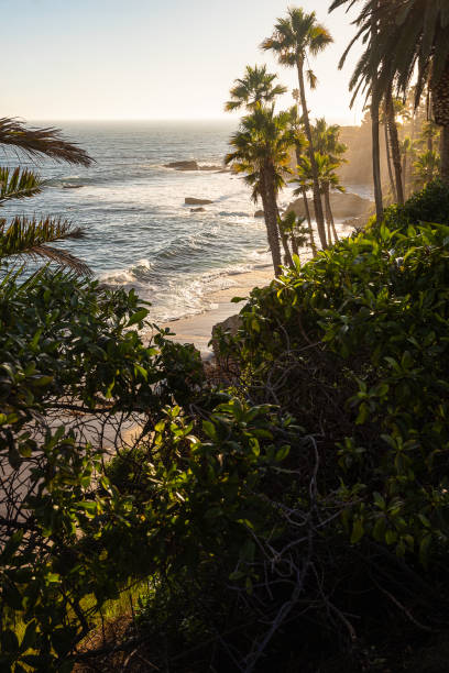 Segment of Laguna beach with plants, palm trees and the ocean, on the California coast, in Orange County