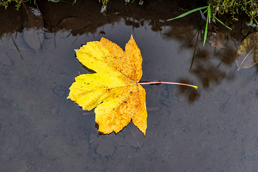 A yellow maple leaf floats on the surface of clear water in autumn, top view