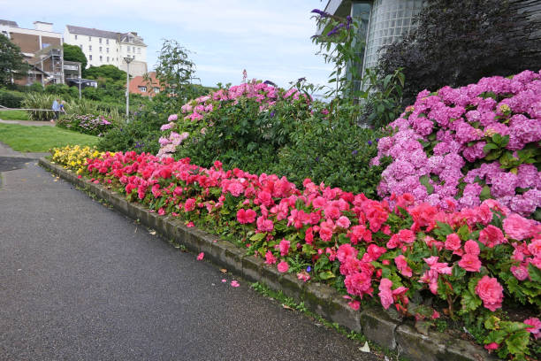 istock Beautiful Hydrangea bushes in full bloom in a garden 1702909097