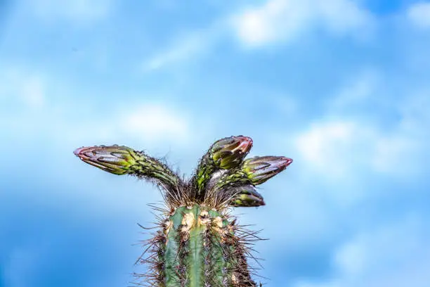 blooming cactus in Lanzarote in detail under cloudy and blue sky