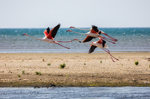 A flock of pink flying flamingos on the beach of Alexandroupolis Evros Greece, near to Delta Evros national park.