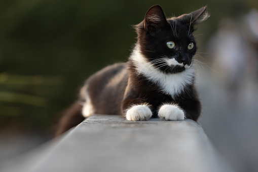 Cute Cat is looking at the camera. Beautiful Kitten rests on light fur. Cat close-up on a white background. Kitten with big green eyes. Pet. Without people. Pets concept.