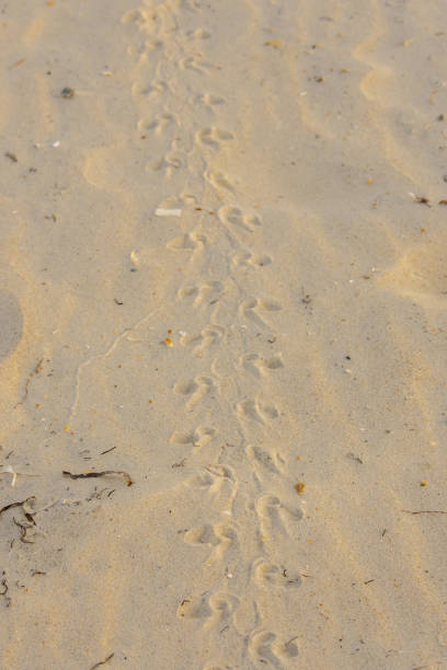 istock Baby loggerhead turtle tracks on beach sand, illuminated in warm dawn sunlight 1702942298