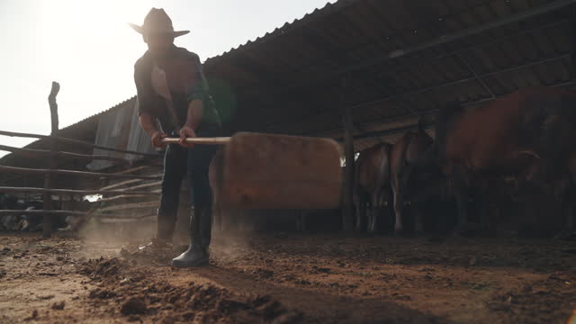 Farmer male uses a shovel to clean cow dung on a beef farm.