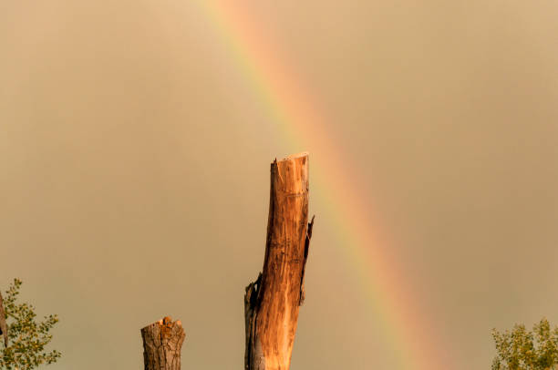 Vibrant Rainbow, Majestic Trees, and Lush Foliage - Captivating Abstract Background