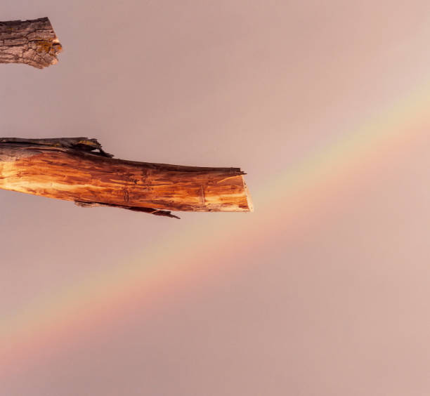 istock Vibrant Rainbow Background with Abstract Tree Trunks - Premium Stock Photo 1702961883