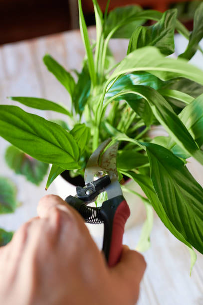 istock Closeup of hand with pruning shears cutting plant 1702974818
