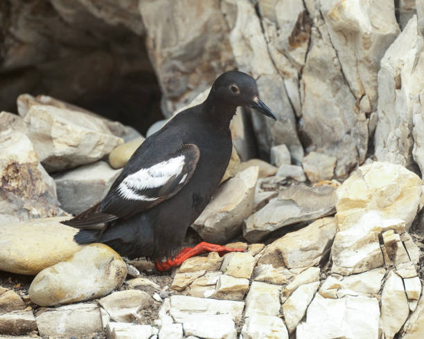 istock Pigeon Guillemot 1702980603