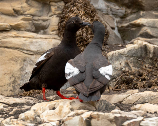 istock Pigeon Guillemots 1702982780