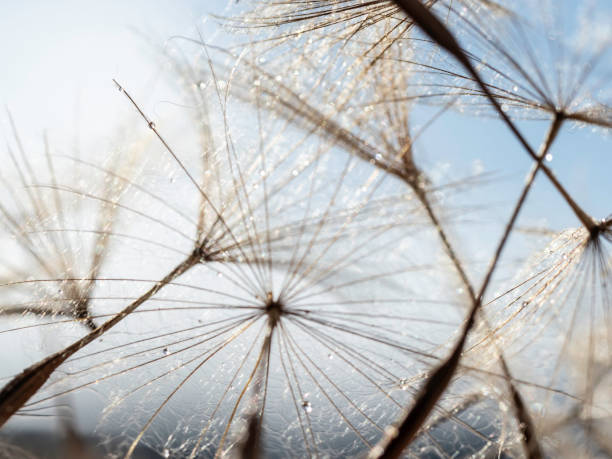 istock Close up of fluffy grass 1702990489