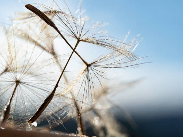 istock Close up of fluffy grass 1702990492