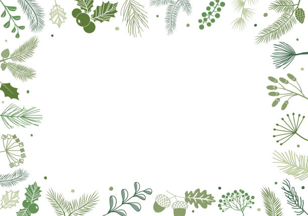 ilustrações, clipart, desenhos animados e ícones de cantinho de plantas de natal. abeto verde, borda de ramos de pinheiro, moldura perene de inverno. ilustração vetorial de feriado - pine tree evergreen tree backgrounds needle